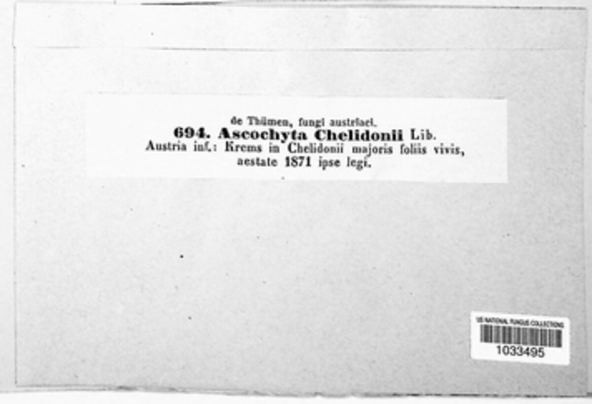 Ascochyta chelidoniicola image